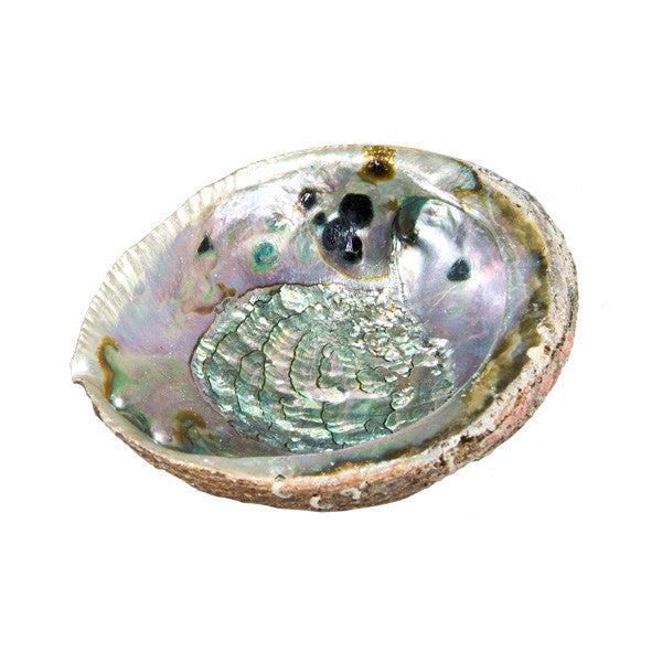 zenature's Abalone Shell